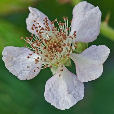 Blackberry Blossom and Throrn