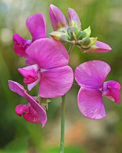 Lovely Sweet Peas